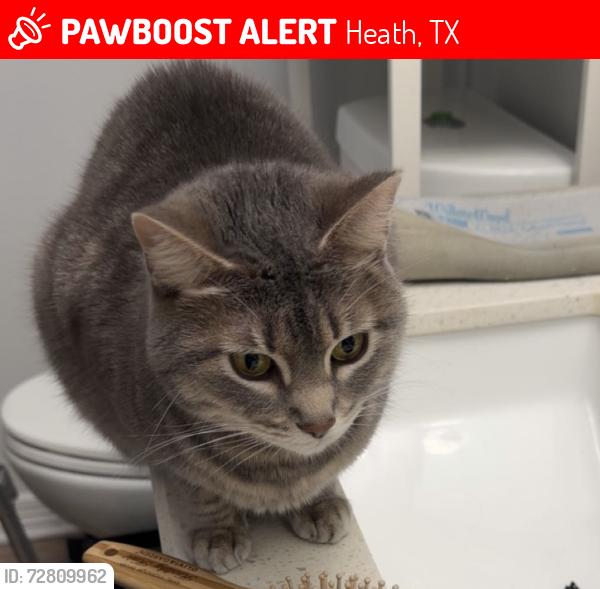 Lost Female Cat last seen Wedge Leaf Rd, Heath, TX 75126