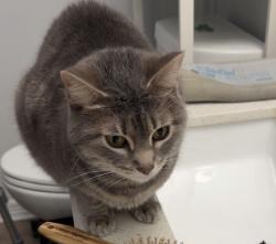Lost Female Cat last seen Wedge Leaf Rd, Heath, TX 75126