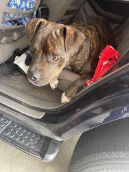 Found/Stray Unknown Dog last seen Machado and Joy, Lake Elsinore, CA 92530