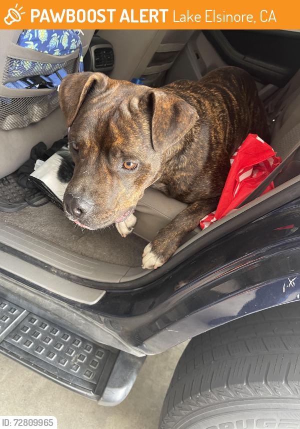 Found/Stray Unknown Dog last seen Machado and Joy, Lake Elsinore, CA 92530