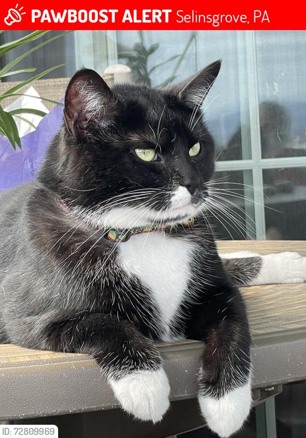 Lost Male Cat last seen Monroe manor development , Selinsgrove, PA 17870
