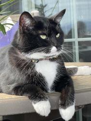 Lost Male Cat last seen Monroe manor development , Selinsgrove, PA 17870