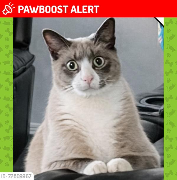Lost Male Cat last seen Woodrow, St. Catharines, ON L2P 3S9