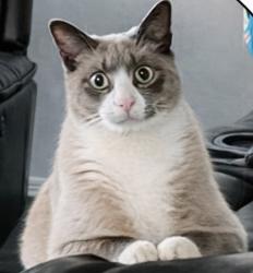 Lost Male Cat last seen Woodrow, St. Catharines, ON L2P 3S9