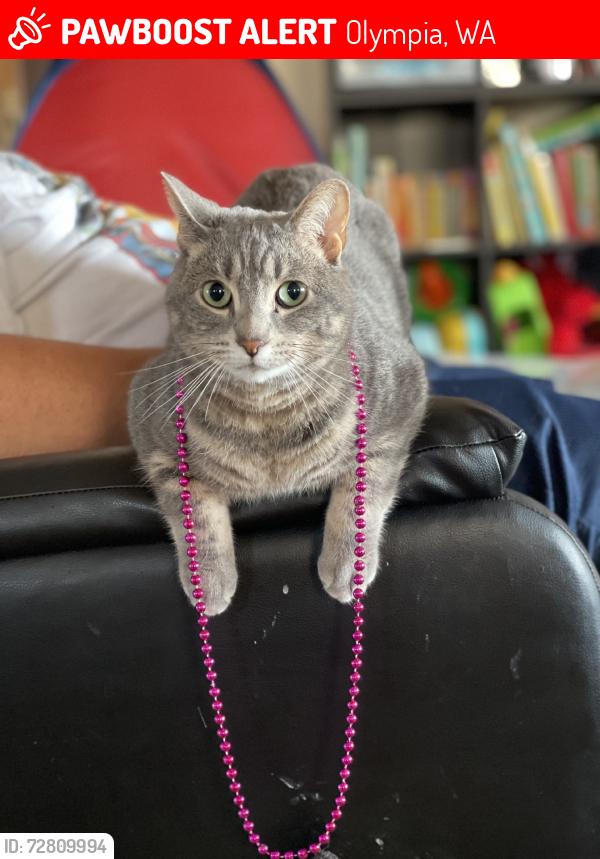 Lost Female Cat last seen apmt complex on evergreen park drive, Olympia, WA 98502