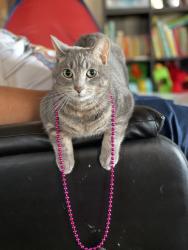 Lost Female Cat last seen apmt complex on evergreen park drive, Olympia, WA 98502