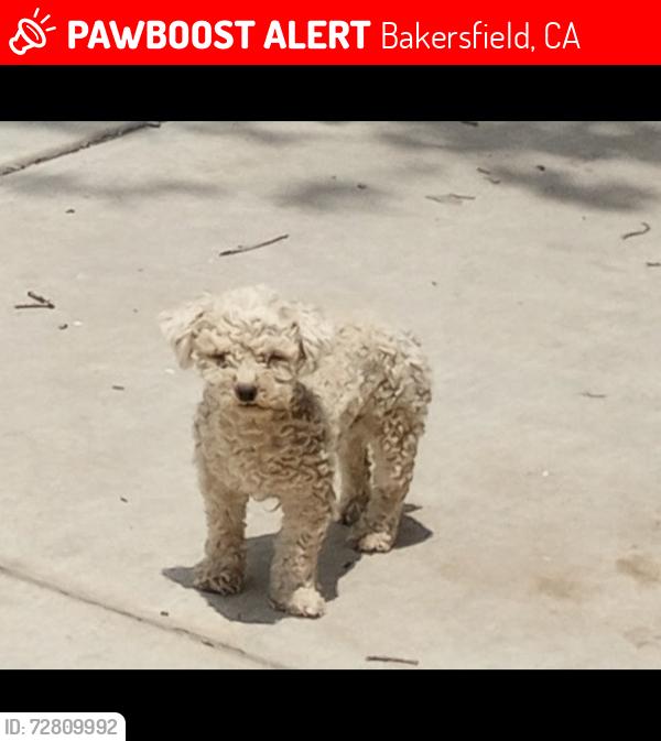 Lost Male Dog last seen Baker and Flower street, Bakersfield, ca 93305, Bakersfield, CA 93305