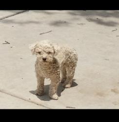 Lost Male Dog last seen Baker and Flower street, Bakersfield, ca 93305, Bakersfield, CA 93305