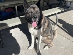 Reunited Male Dog last seen Spanaway deli, Tacoma, WA 98445