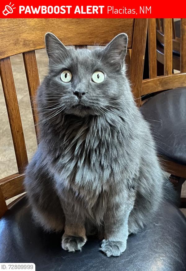 Lost Female Cat last seen Near Mimbres Court and Brazos Trail, Placitas,NM, Placitas, NM 87043