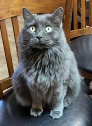 Lost Female Cat last seen Near Mimbres Court and Brazos Trail, Placitas,NM, Placitas, NM 87043