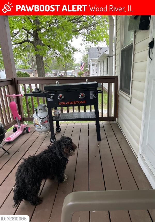 Lost Male Dog last seen CVS, Wood River, IL 62095