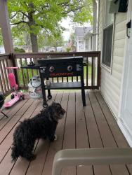 Lost Male Dog last seen CVS, Wood River, IL 62095
