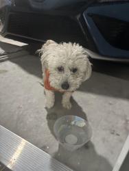 Found/Stray Unknown Dog last seen Kayla Mia and rich Beem , El Paso, TX 79938