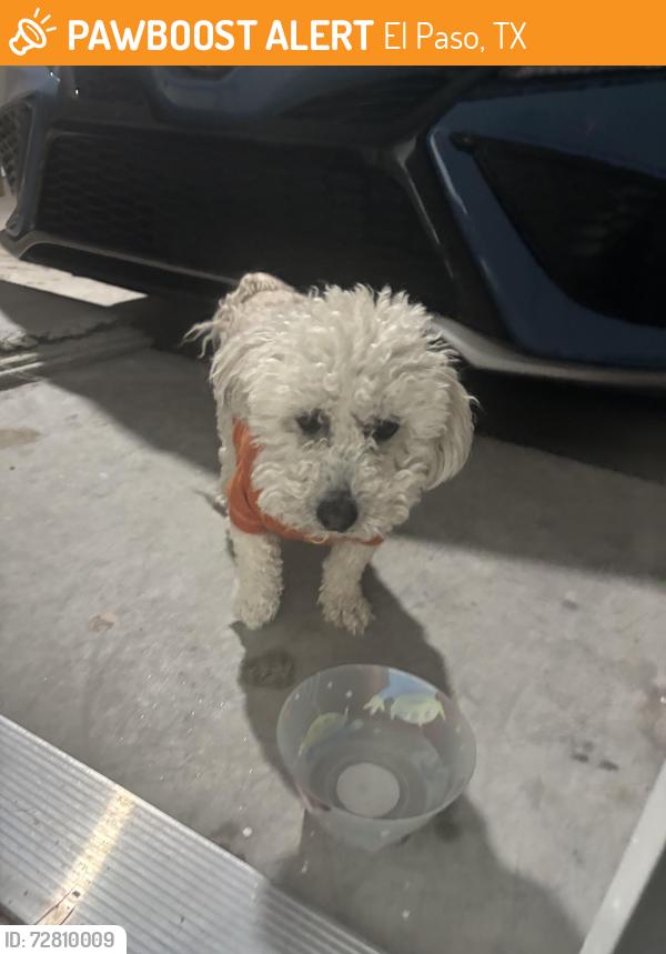 Found/Stray Unknown Dog last seen Kayla Mia and rich Beem , El Paso, TX 79938