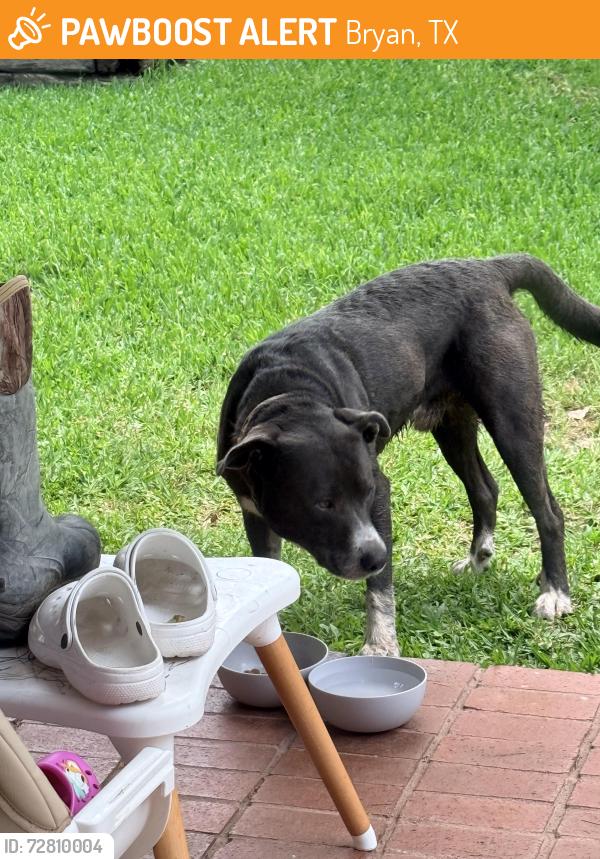 Found/Stray Male Dog last seen Phillips Event Golf Course, Bryan, TX 77802