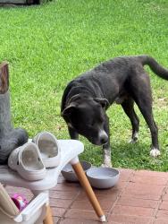 Found/Stray Male Dog last seen Phillips Event Golf Course, Bryan, TX 77802