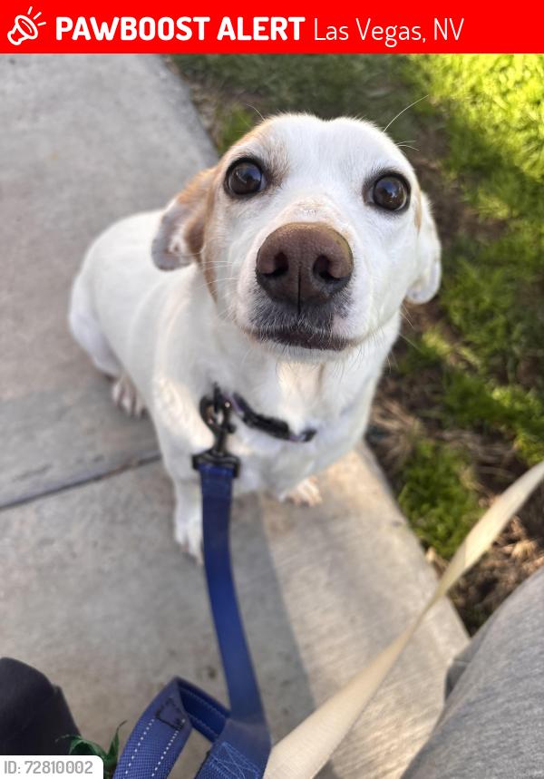 Lost Female Dog last seen Talavera apmts, Las Vegas, NV 89117