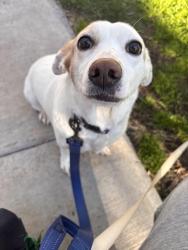 Lost Female Dog last seen Talavera apmts, Las Vegas, NV 89117
