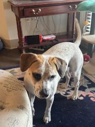 Found/Stray Female Dog last seen Checkers, Rome, GA 30161
