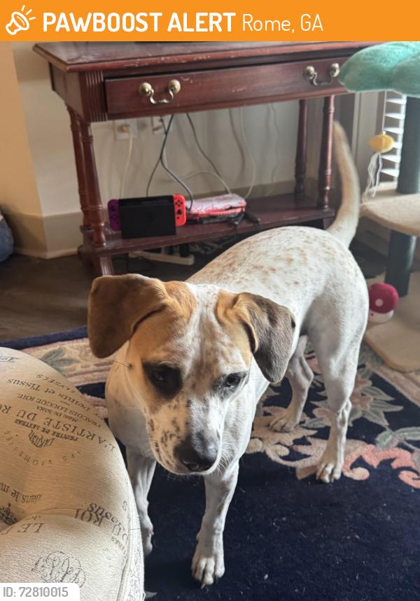 Found/Stray Female Dog last seen Checkers, Rome, GA 30161
