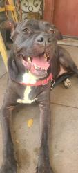 Found/Stray Female Dog last seen Joe ward community center , San Antonio, TX 78228