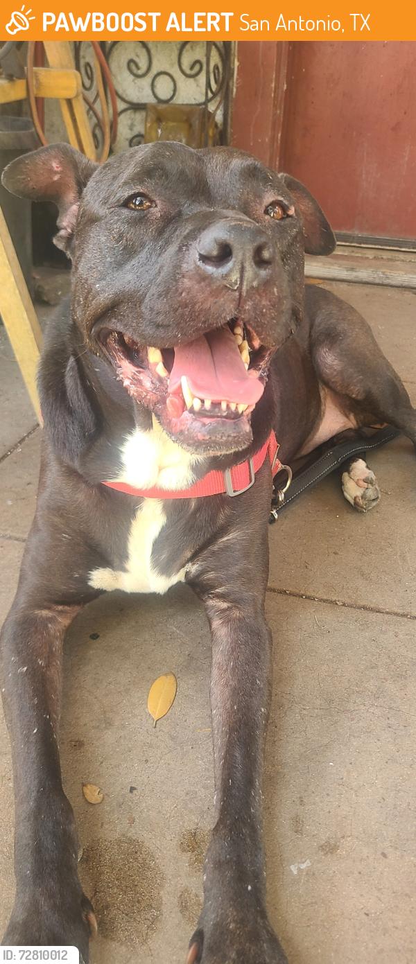 Found/Stray Female Dog last seen Joe ward community center , San Antonio, TX 78228