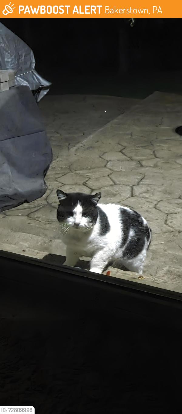 Found/Stray Unknown Cat last seen Willow Ridge, Bakerstown, PA 15044
