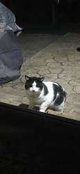 Found/Stray Unknown Cat last seen Willow Ridge, Bakerstown, PA 15044