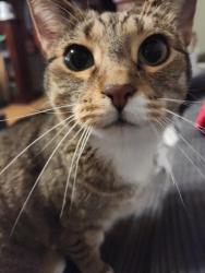 Reunited Female Cat last seen Armour and Swift, Cudahy, WI 53110