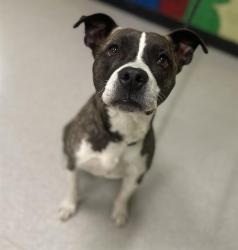Shelter Stray Male Dog last seen Near , Indianapolis, IN 46221