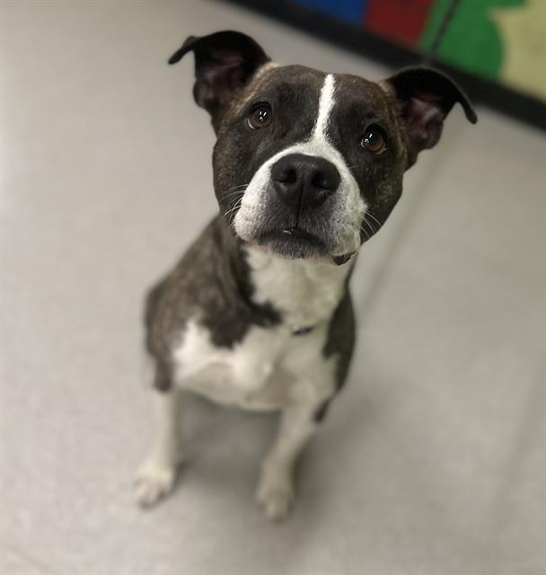 Shelter Stray Male Dog last seen Near , Indianapolis, IN 46221