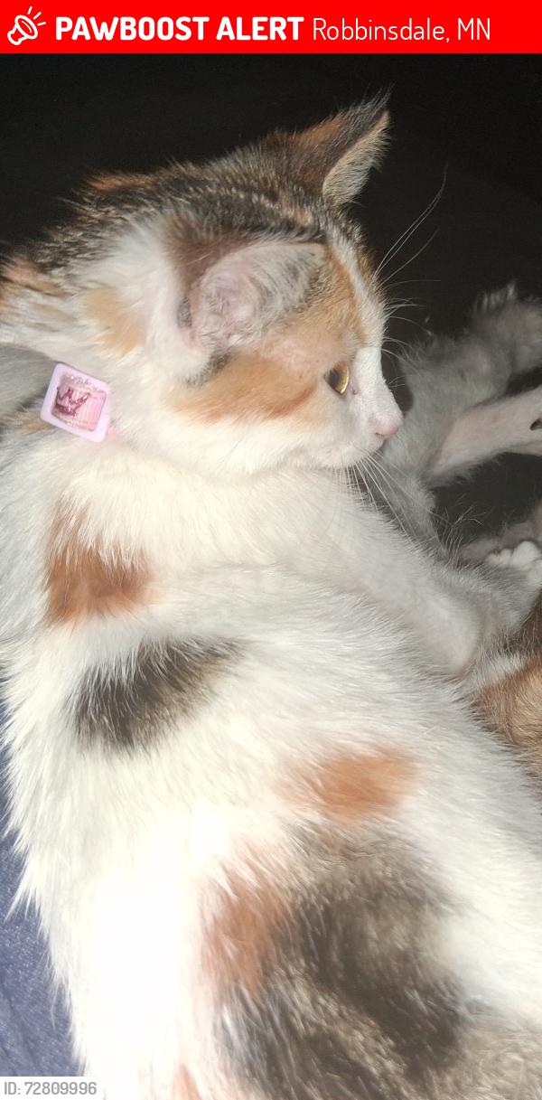 Lost Female Cat last seen 44th street robbinsdale there's a lake and park , Robbinsdale, MN 55422