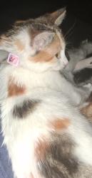 Lost Female Cat last seen 44th street robbinsdale there's a lake and park , Robbinsdale, MN 55422