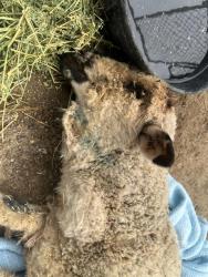 Shelter Stray Female Livestock last seen Near BLOCK EDISON HWY, BAKERSFIELD CA 93307, Bakersfield, CA 93308