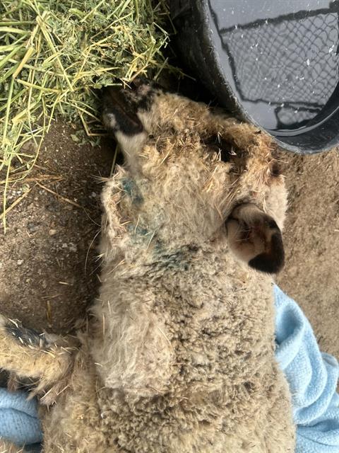 Shelter Stray Female Livestock last seen Near BLOCK EDISON HWY, BAKERSFIELD CA 93307, Bakersfield, CA 93308