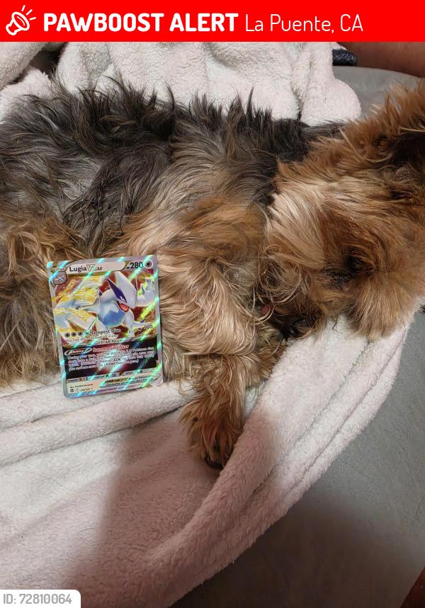 Lost Male Dog last seen Nogales & Valley, La Puente, CA 91744