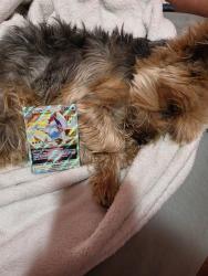 Lost Male Dog last seen Nogales & Valley, La Puente, CA 91744