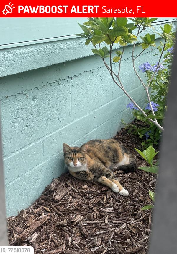 Lost Female Cat last seen bay shore rd, Sarasota, FL 34234