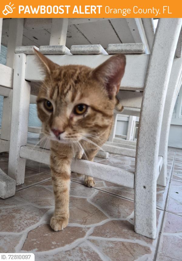 Found/Stray Male Cat last seen Corner School Drive, Orange County, FL 32820