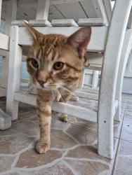 Found/Stray Male Cat last seen Corner School Drive, Orange County, FL 32820