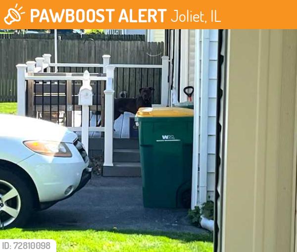 Found/Stray Male Dog last seen Ingalls and Krings Lane, Joliet, IL 60435
