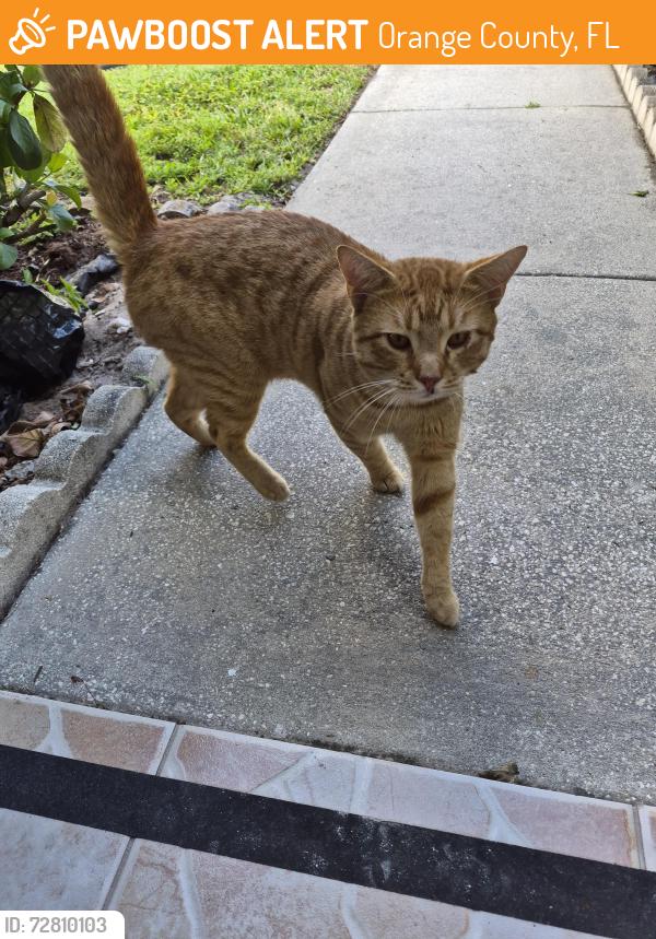 Found/Stray Male Cat last seen Corner School Drive, Orange County, FL 32820