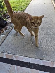 Found/Stray Male Cat last seen Corner School Drive, Orange County, FL 32820