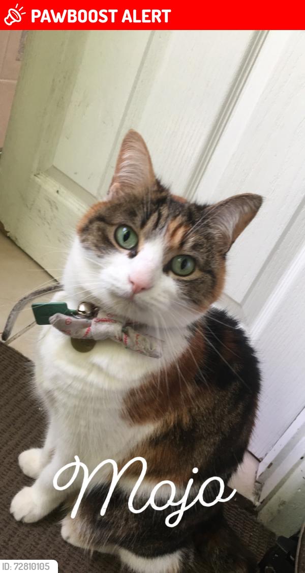 Lost Female Cat last seen John Street, Kingswood, Bristol City, England BS15 8BT