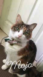 Lost Female Cat last seen John Street, Kingswood , Bristol City, England BS15 8BT