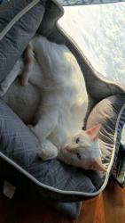 Lost Male Cat last seen Near s arapaho , Wichita, KS 67215