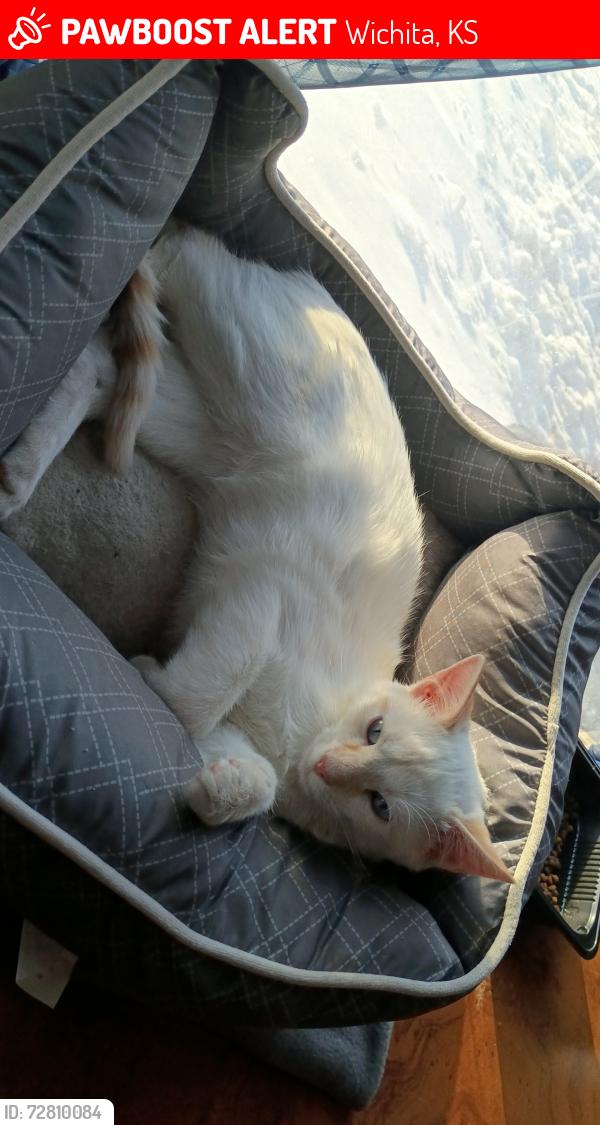 Lost Male Cat last seen Near s arapaho , Wichita, KS 67215