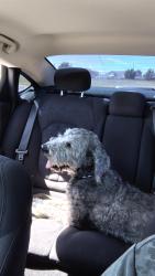 Found/Stray Male Dog last seen Redwood Rd, Taylorsville, UT 84123