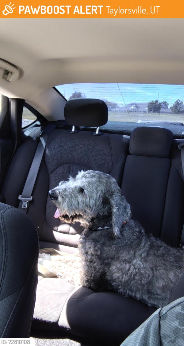 Found/Stray Male Dog last seen Redwood Rd, Taylorsville, UT 84123
